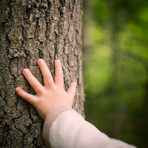 Hand eines Kindes an einem alten Baumstamm